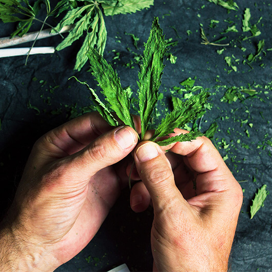 Hands holding cannabis
